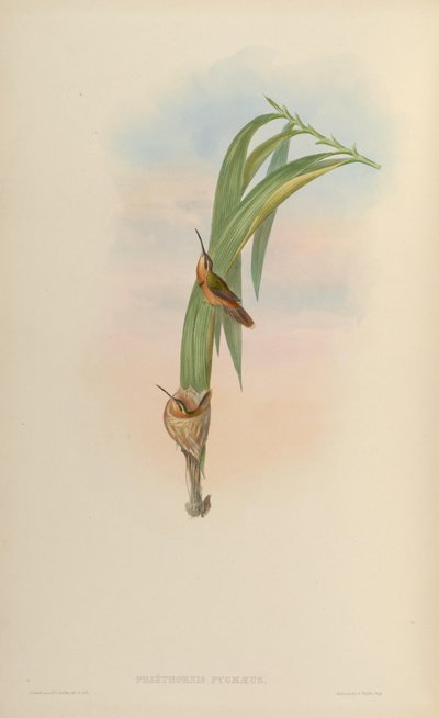 Phaethornis pygmaeus = Phaethornis ruber ruber von John Gould